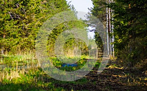 Restoration of bog ecosystem near forest