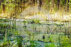 Restoration of bog ecosystem