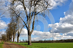 Restoration of old alleys of horse chestnut trees. each historical path in the baroque landscape had two rows of alleys. Replaceme