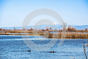 Restored ponds and marshes in Sacramento National Wildlife Refuge