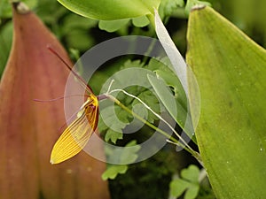 Restrepia Bouvet Orchid
