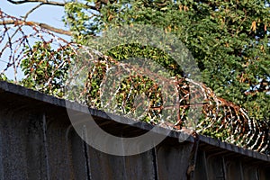 Restricted area. Passage is prohibited closed. Border from old barbed metal barrier wire. Concept of border, prison, war, military