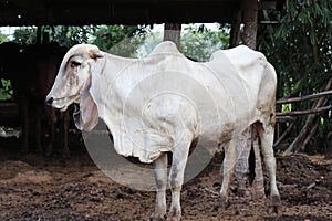 Restricted cows kept stall in the countryside to prevent the spreading Lumpy skin disease photo