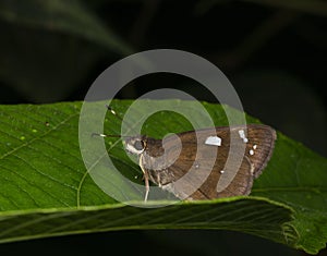 Restricted Demon  Butterfly at Garo Hills,Meghalaya,India