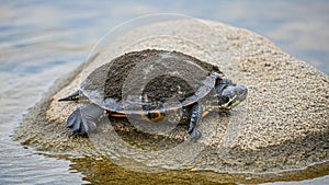 Rests on a smooth rock surrounded by water. Its shell is covered