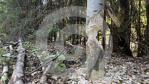 result of the beavers' work! The beavers practically sawed through the tree with their sharp teeth.Fallen trees with bite