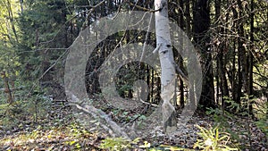 result of the beavers' work! The beavers practically sawed through the tree with their sharp teeth.Fallen trees with bite
