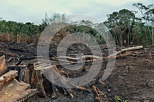 Result of the deforestation of the rainforest with burnt down fields and extensive logging photo