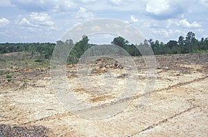 The results of clear cutting timber in the Blue Ridge Mountains of Virginia