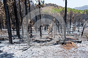 Results of a forest fire