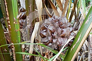 The results of the Palm tree as a background.