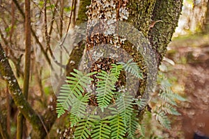 Resurrection Fern (Pleopeltis polypodioides) 15650