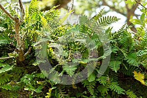 Resurrection fern Pleopeltis polypodioides growing on branch of a southern live oak tree - Hollywood, Florida, USA