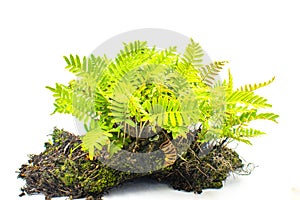 Resurrection fern - Pleopeltis polypodioides - native to Florida found in moist areas and on the trunks of trees, classified as an