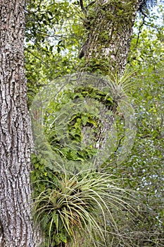 Resurrection Ferns and Bromeliads photo