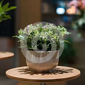 Retail ambiance fresh flower pot enhances wooden table display photo