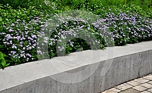 Zachování sedadlo stěna vyrobený z čistý obsazení beton květiny purpurová květiny za to stěna je ohraničený podle kov ploty černý 