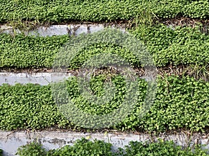 Retaining wall covered in vines 1