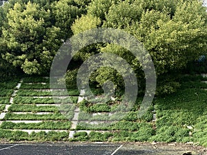 Retaining wall covered in vines 3