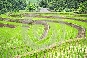 Retaining Walls Of Rice Terraces