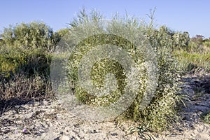 Retama monosperma, the bridal veil broom, a flowering bush