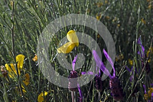 Retama sphaerocarpa with yellow flower Retama next to Lavandula angustifolia purple flower lavender contrast of colors photo