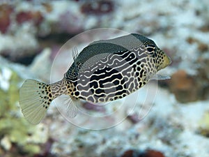 Reticulate boxfish