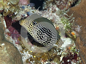 Reticulate boxfish