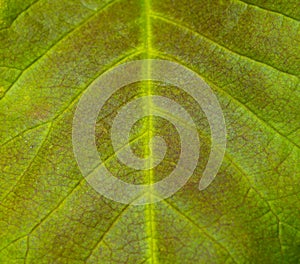 Reticulate leaf venation, structure of the leaf blade of higher plants