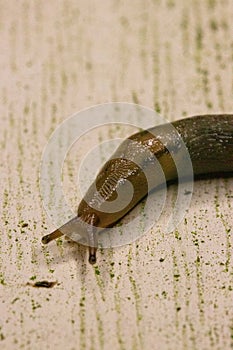 Reticulate Taildropper Slug 