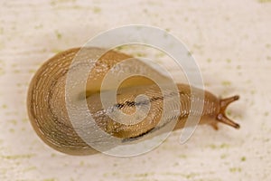 Reticulate taildropper snail with rolled tail