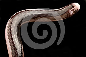 Reticulate Worm Snake Amerotyphlops reticulatus photo