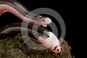 Reticulate Worm Snake Amerotyphlops reticulatus photo