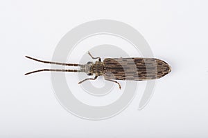 Reticulated Beetle - Top View