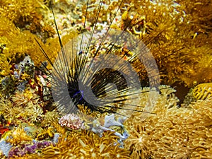 Reticulated Chromodoris or Goniobranchus reticulatus and a beautiful Black Diadema Sea Urchin Diadema antillarum in the