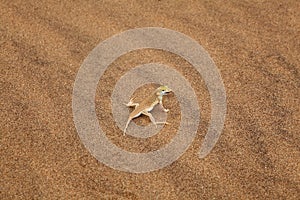 Reticulated Desert Lizard