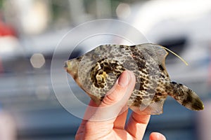 Reticulated filefish