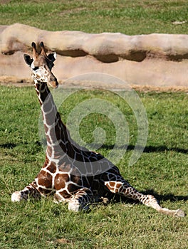 Reticulated Giraffe photo