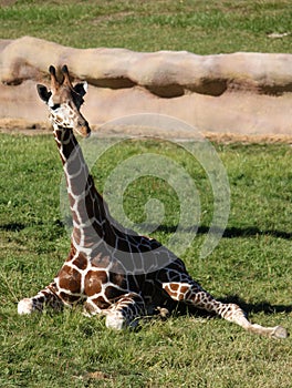 Reticulated Giraffe