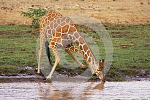 Reticulated Giraffe