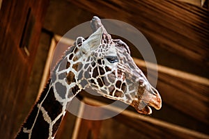 The Reticulated giraffe