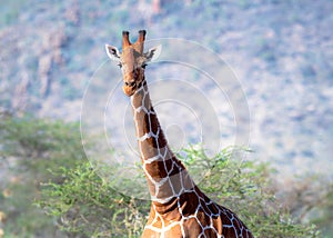 Reticulated giraffe