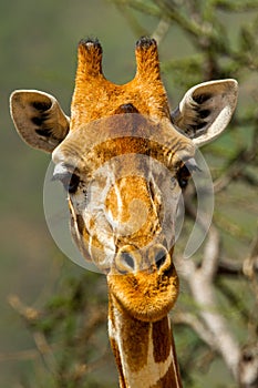 Reticulated Giraffe