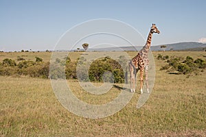 Reticulated Giraffe