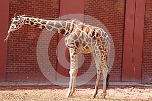 Reticulated Giraffe