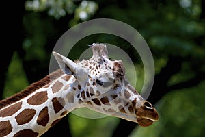 Reticulated Giraffe   845841