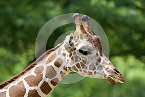 Reticulated Giraffe   845844