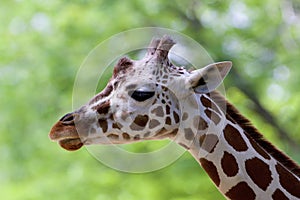 Reticulated Giraffe   845846