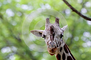 Reticulated Giraffe   845849