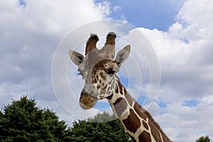 Reticulated Giraffe 846702